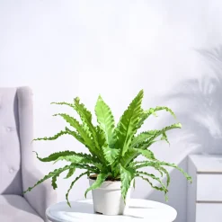 Osaka Bird Nest Fern