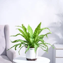 Osaka Bird Nest Fern