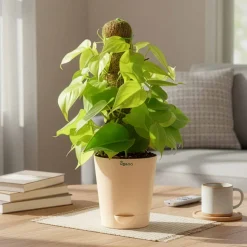 Oxycardium Golden Plant with Moss Stick - Medium