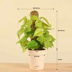 Oxycardium Golden Plant with Moss Stick - Medium