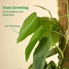 Oxycardium Green Plant with Moss Stick - Medium