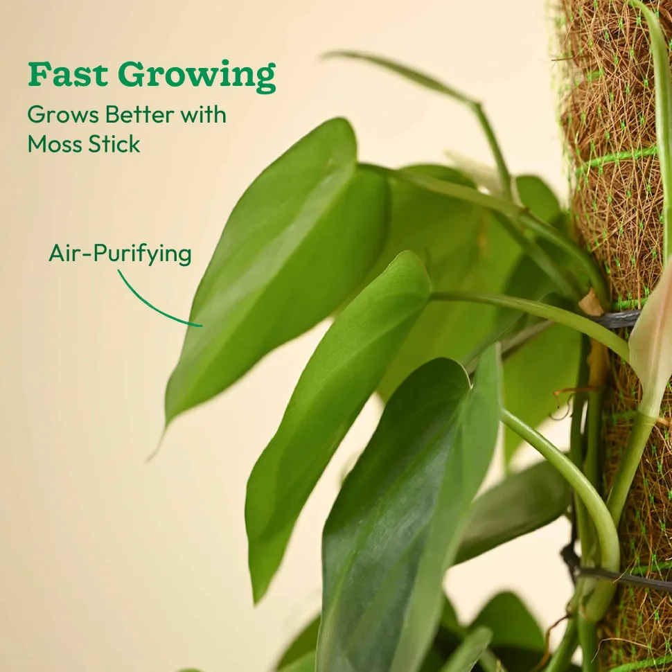 Oxycardium Green Plant with Moss Stick - Medium