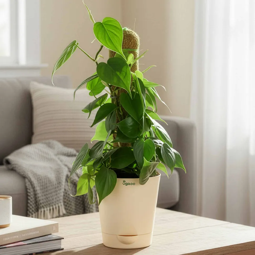 Oxycardium Green Plant with Moss Stick - Medium
