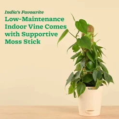 Oxycardium Green Plant with Moss Stick - Medium