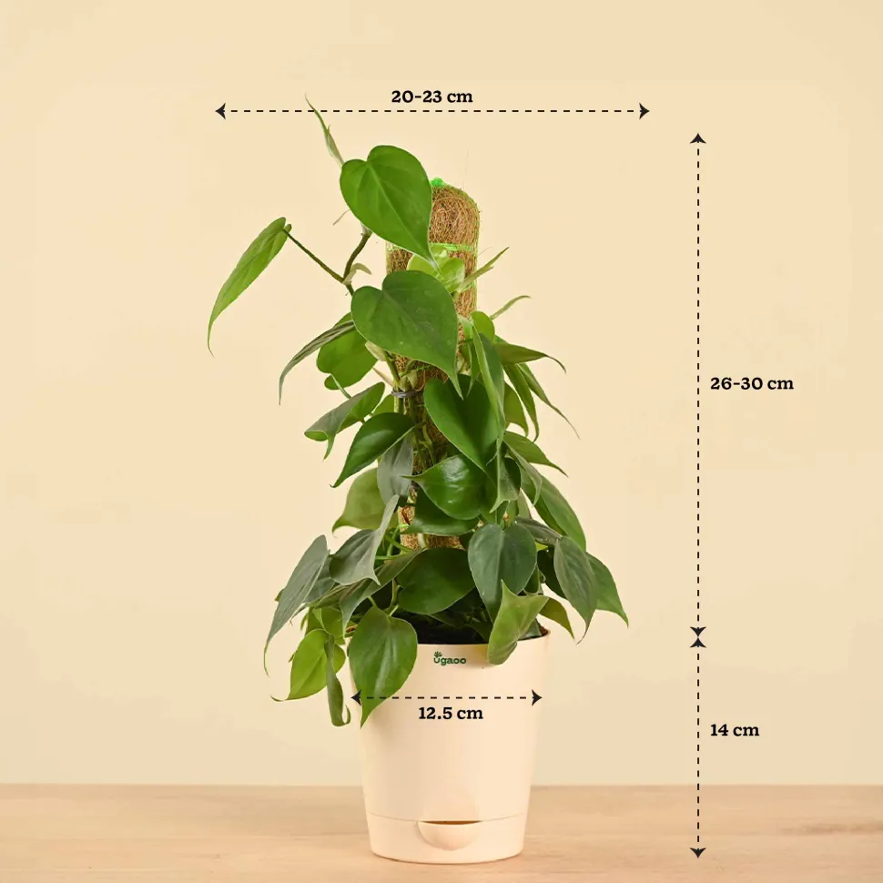 Oxycardium Green Plant with Moss Stick - Medium