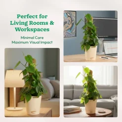 Oxycardium Green Plant with Moss Stick - Medium