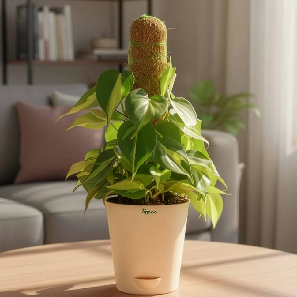 Oxycardium Variegated Plant with Moss Stick - Medium