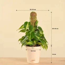 Oxycardium Variegated Plant with Moss Stick - Medium