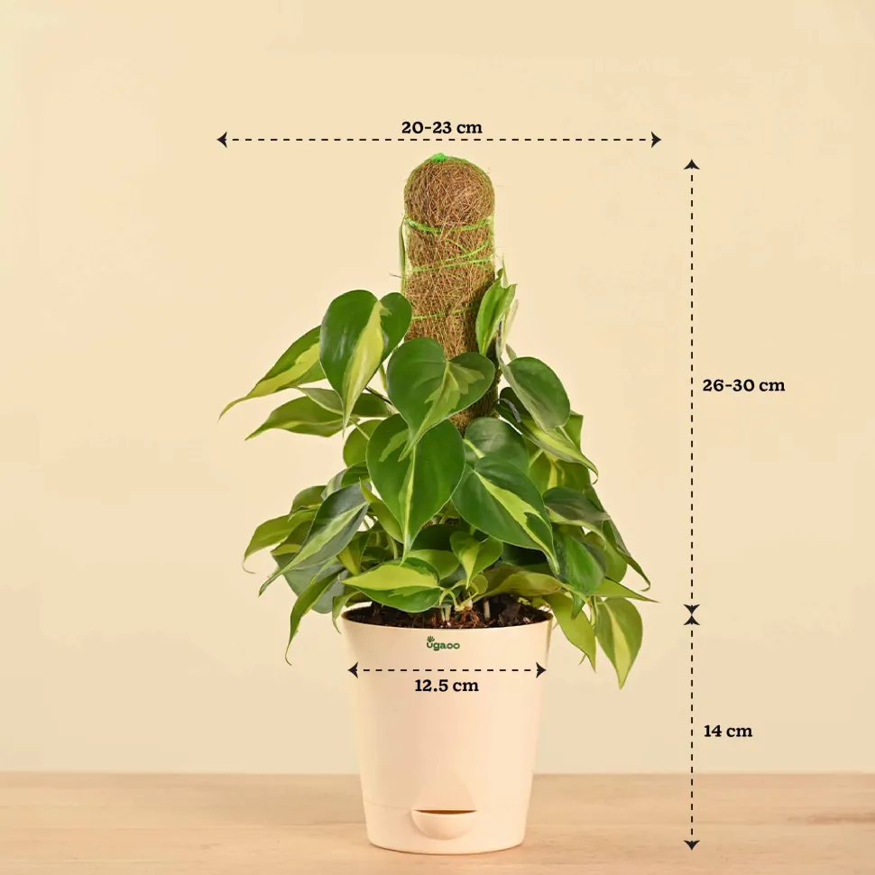 Oxycardium Variegated Plant with Moss Stick - Medium