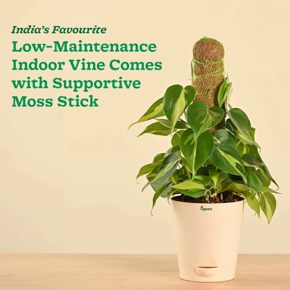 Oxycardium Variegated Plant with Moss Stick - Medium