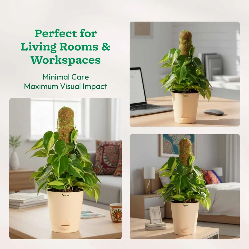 Oxycardium Variegated Plant with Moss Stick - Medium