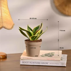 Pack of 4 Home Decor Plant Bundle