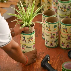 Pack of 4 Home Decor Plant Bundle