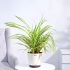 Pandanus Plant
