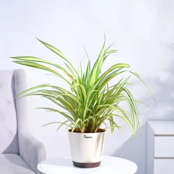 Pandanus Plant