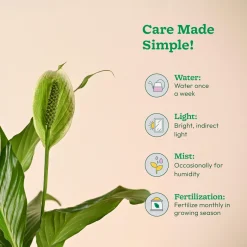 Peace Lily Large (Spathiphyllum Sensation)