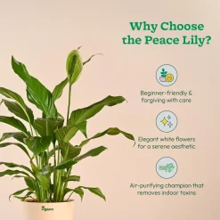 Peace Lily Large (Spathiphyllum Sensation)