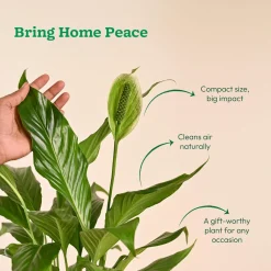 Peace Lily Large (Spathiphyllum Sensation)