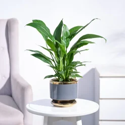 Peace Lily Plant
