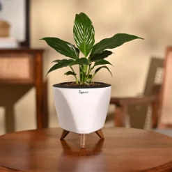 Peace Lily Plant