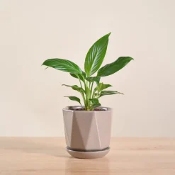 Peace Lily Plant