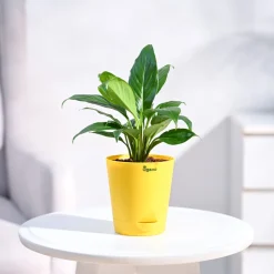 Peace Lily Plant