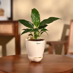 Peace Lily Plant