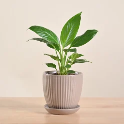Peace Lily Plant