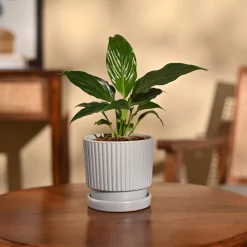 Peace Lily Plant