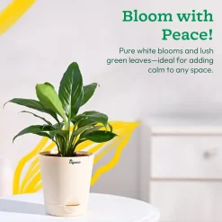 Peace Lily Plant