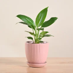 Peace Lily Plant
