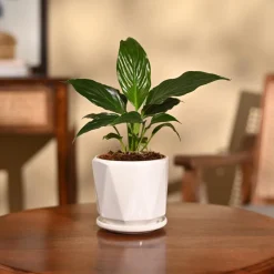 Peace Lily Plant