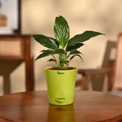 Peace Lily Plant