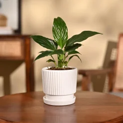 Peace Lily Plant