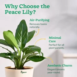 Peace Lily Plant