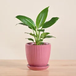 Peace Lily Plant