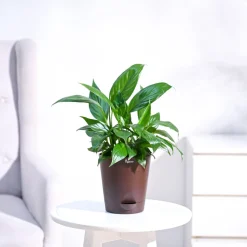 Peace Lily Plant