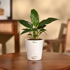 Peace Lily Plant