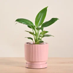 Peace Lily Plant