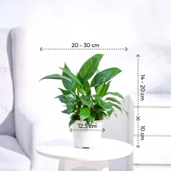 Peace Lily Plant