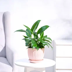 Peace Lily Plant