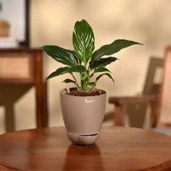 Peace Lily Plant
