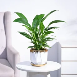 Peace Lily Plant