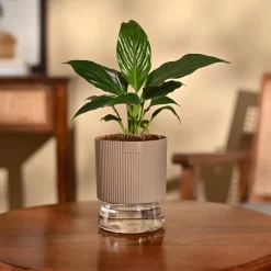 Peace Lily Plant