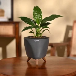 Peace Lily Plant