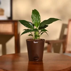 Peace Lily Plant