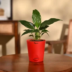 Peace Lily Plant