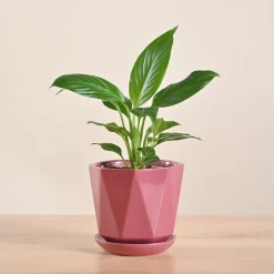 Peace Lily Plant