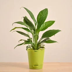 Peace Lily Plant