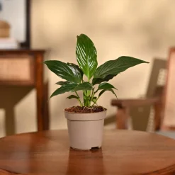 Peace Lily Plant